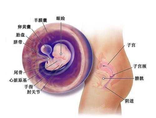 广州代孕中介,想怀孕怀不上教你三招 掌握好技巧